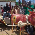 Meru man starts Uhuru campaigns with Jubilee-coloured donkey