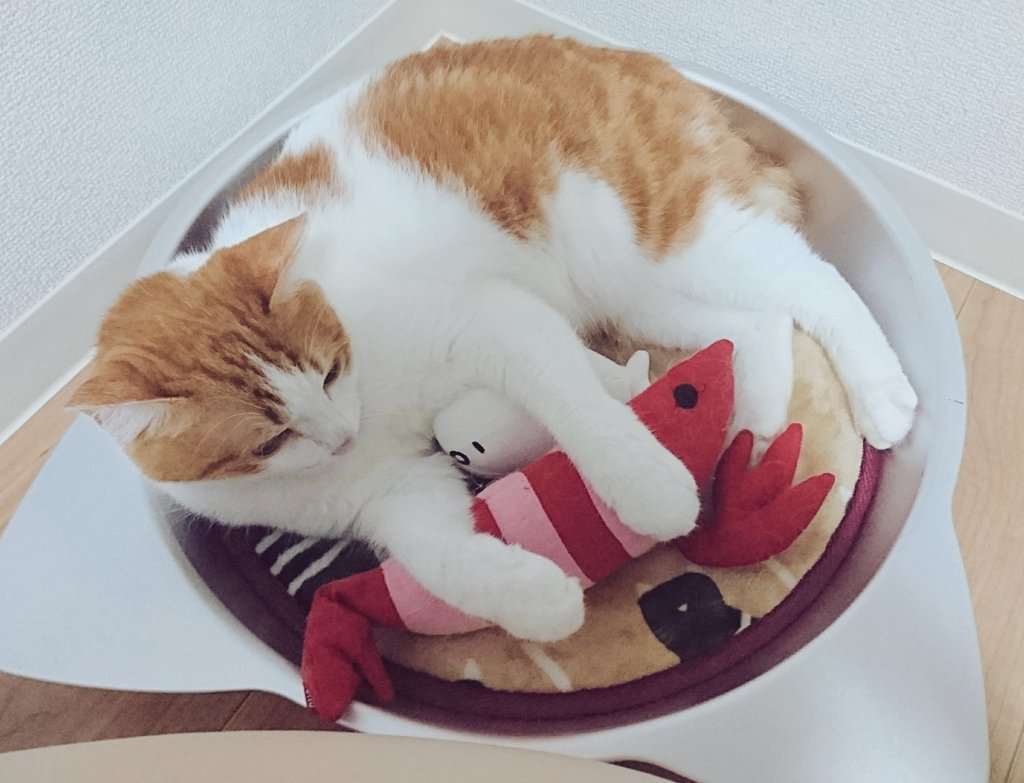 冬仕様になった猫鍋だよぉ#猫鍋 #けりぐるみ #ゴマちゃん 冬仕様になった猫鍋だよぉ#猫鍋 #けりぐるみ #ゴマちゃん