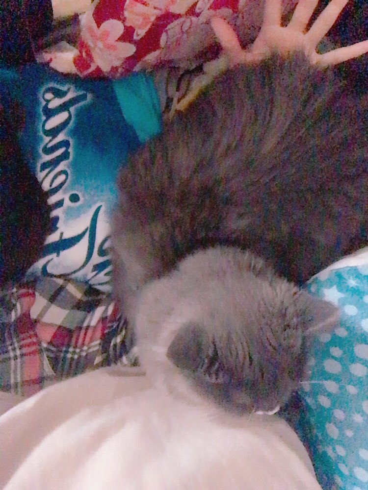 起きたら右手が寄生獣になってた#ミギー #寄生獣 #猫 #cat 起きたら右手が寄生獣になってた#ミギー #寄生獣 #猫 #cat