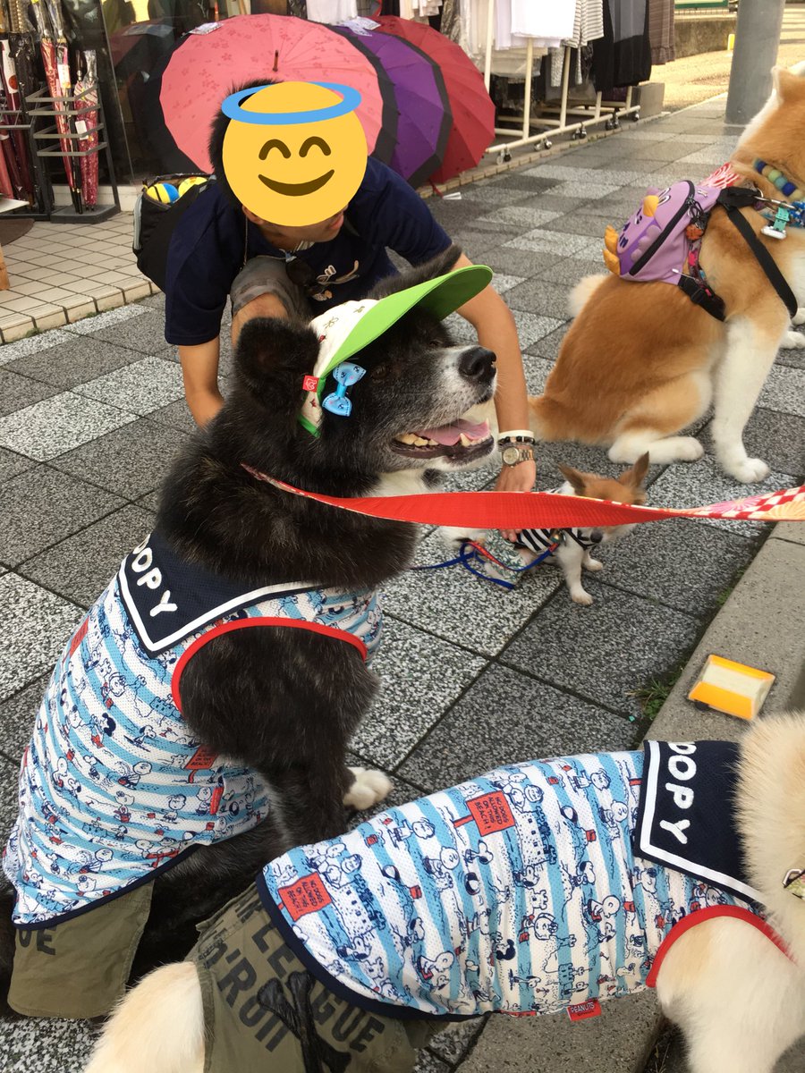 ワンコ大集合 その2 左上から、スヌーピーのセーラー服ののあもこちゃん達、帽子がすてき、もこちゃん。アート館の新作菊のT ワンコ大集合 その2 左上から、スヌーピーのセーラー服ののあもこちゃん達、帽子がすてき、もこちゃん。アート館の新作菊のT