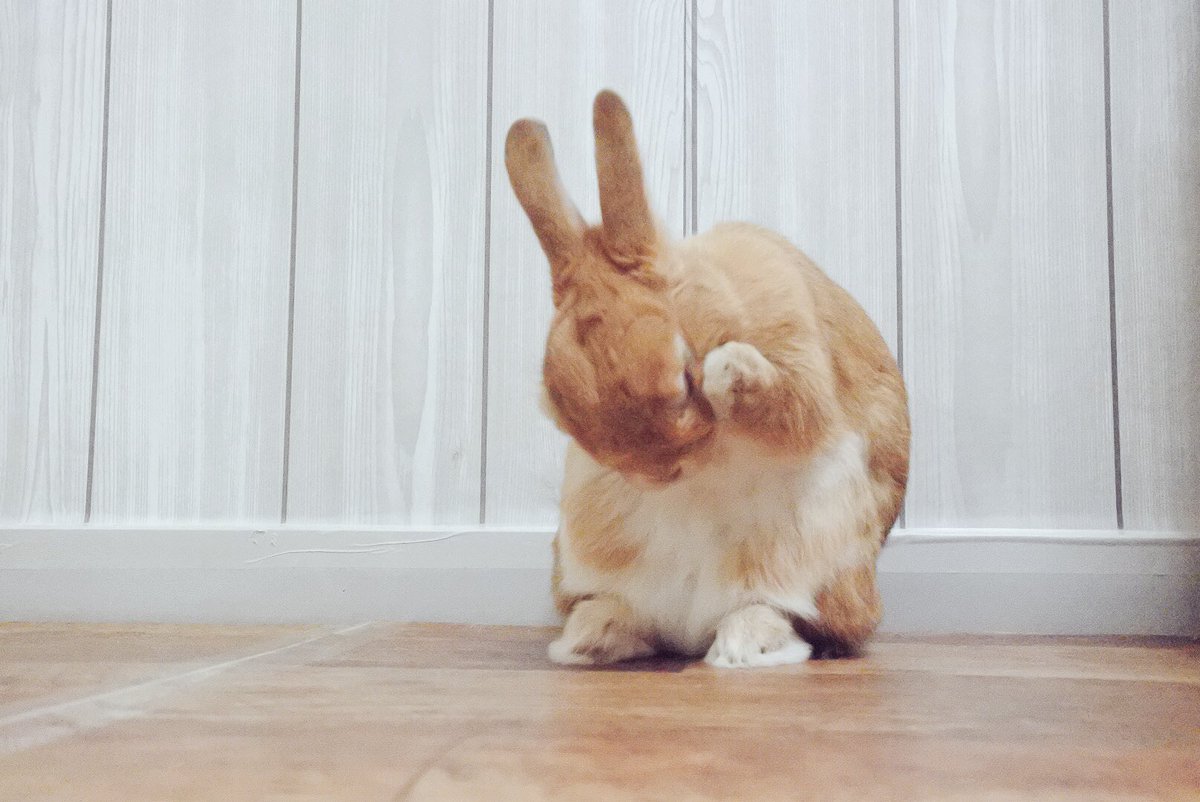 公式ツイッターの通知がちゃんと来ないにゃ...いただいたコメントに気づけなかったものがあるにゃ、ごめんにゃ(´;ω;`) 公式ツイッターの通知がちゃんと来ないにゃ...いただいたコメントに気づけなかったものがあるにゃ、ごめんにゃ(´;ω;`)