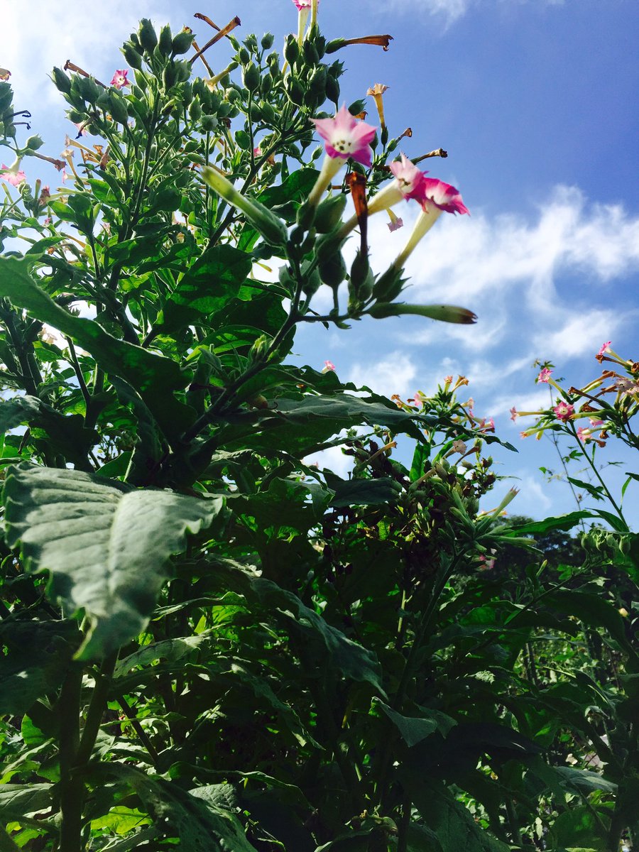 武田薬品の薬用植物園に行ってきた。香辛料園、漢方処方園、民間薬園などあり、すごい楽しかった。1週間くらいいたい。タバコの 武田薬品の薬用植物園に行ってきた。香辛料園、漢方処方園、民間薬園などあり、すごい楽しかった。1週間くらいいたい。タバコの