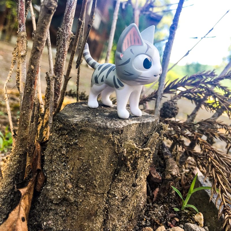 はぁ~、自然の中はきもちー。昨日れ お仕事ひとだんらくちたから 山きたんらー。ヤッホー、チーらよー!!#こねこのチー # はぁ~、自然の中はきもちー。昨日れ お仕事ひとだんらくちたから 山きたんらー。ヤッホー、チーらよー!!#こねこのチー #