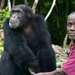 Helping Ponso, sole survivor of ‘Chimpanzee Island’ in Ivory Coast