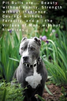 RT @Berti_and_Ernie: Pitbulls are angels with tails. #LoveABully https://t.co/bZIoxoS9wL