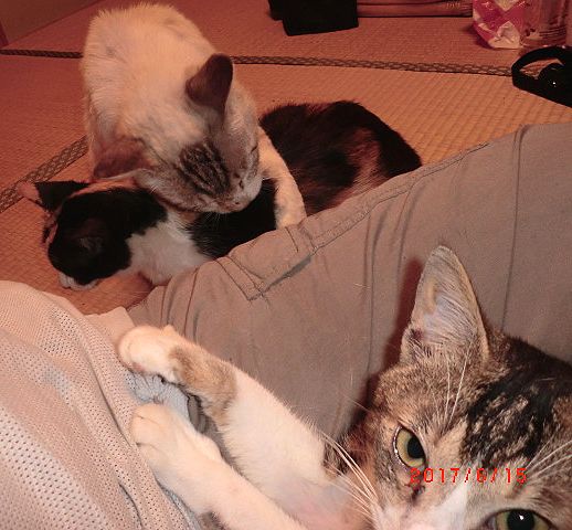 所が余所からやって来て図々しくウチに上がり込み、飼い猫になりすましている「汚いシャム」は去勢雄なのだが身ぎれいにしている 所が余所からやって来て図々しくウチに上がり込み、飼い猫になりすましている「汚いシャム」は去勢雄なのだが身ぎれいにしている