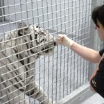 Houston's Downtown Aquarium mistreats white tigers, lawsuit says