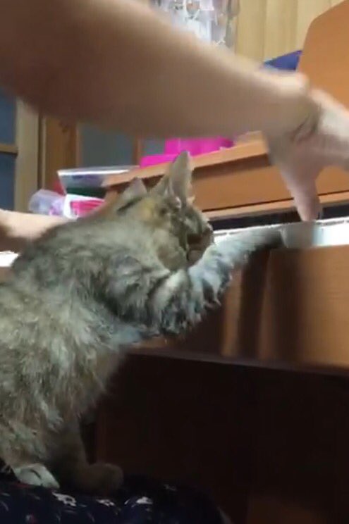 ピアノの練習を始めたカオチャ😸 ピアノの練習を始めたカオチャ😸