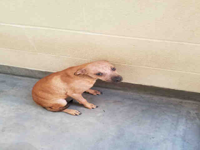 #Chihuahua