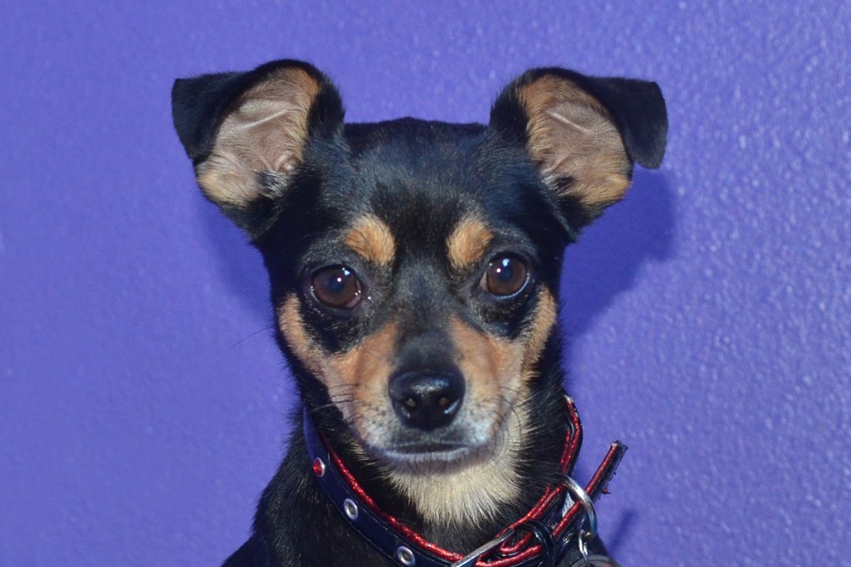 #Chihuahua