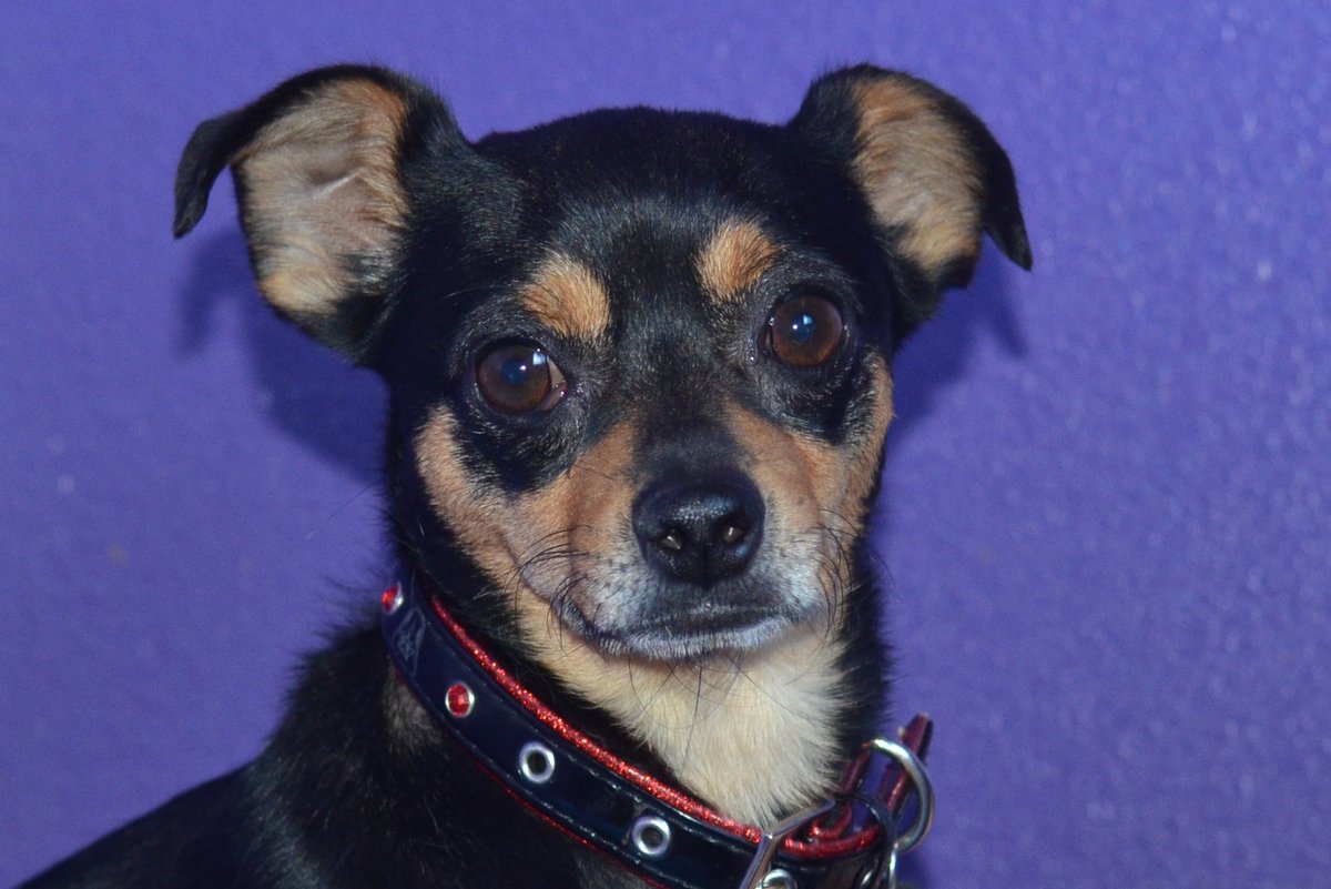 #Chihuahua