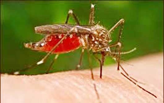 Malaria parasites in Africadecline 24pc, new study shows