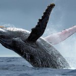 Drones Let Scientists Get Inside Humpback Whale Blowholes