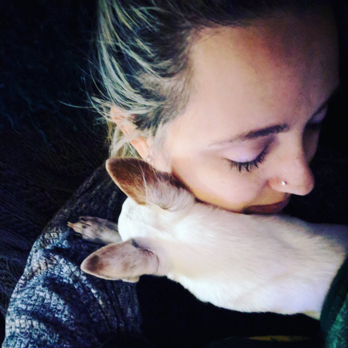 #Chihuahua