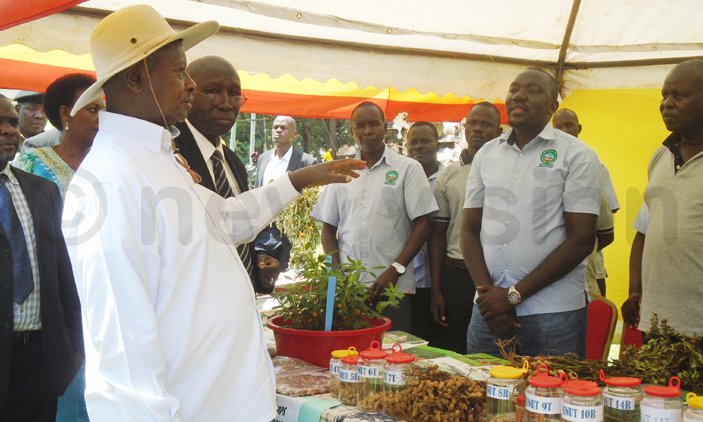 Teso farmers urged to grow cotton