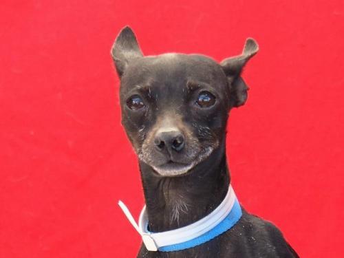 #Chihuahua