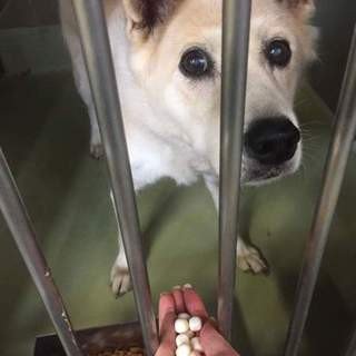 🆘 #岡山県動物愛護センター #飼い主様急募期限10月25日仮名:ミニー性別:㊛年齢:10〜12歳犬種:ミックス体重:1 🆘 #岡山県動物愛護センター #飼い主様急募期限10月25日仮名:ミニー性別:㊛年齢:10〜12歳犬種:ミックス体重:1