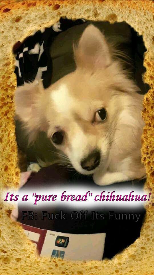 #Chihuahua