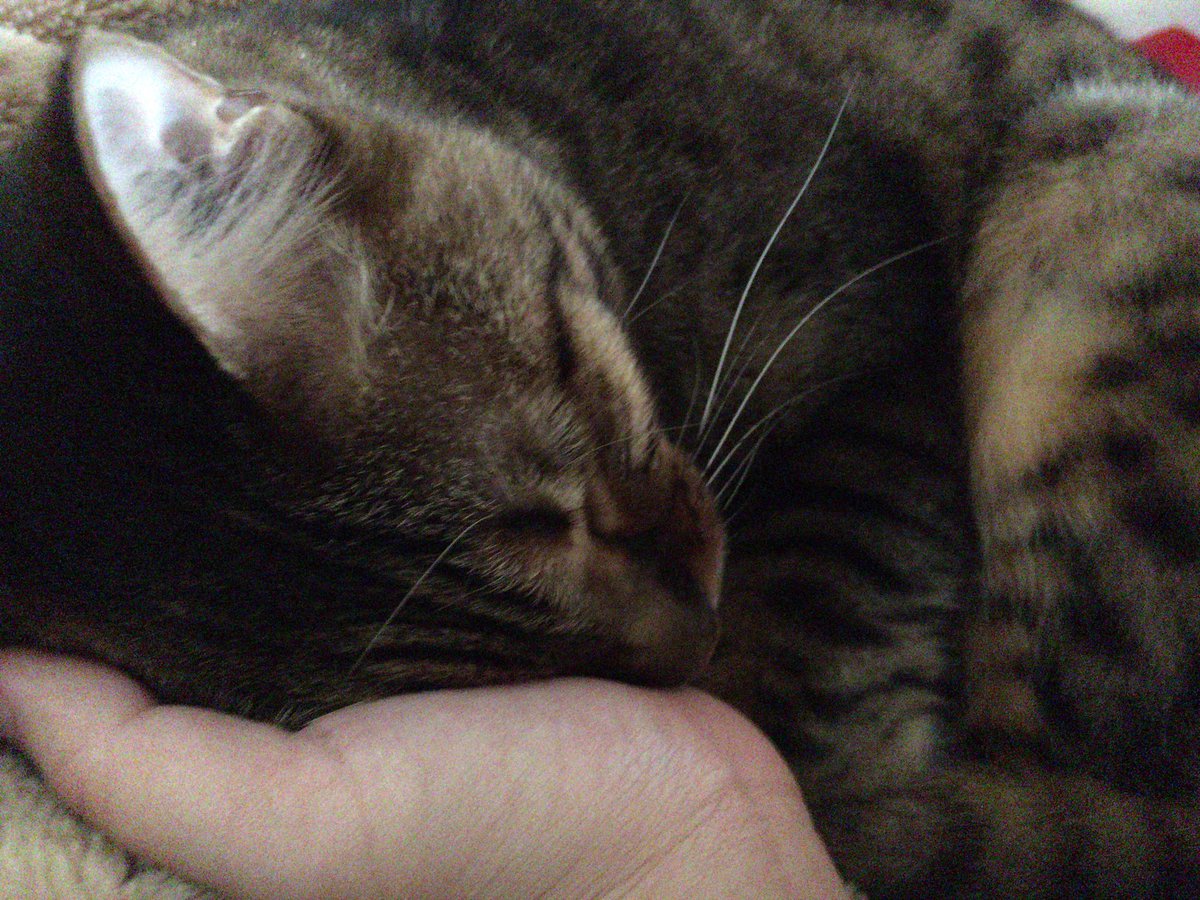 ストーブの前にいるとすぐ寝ちゃうだからずーっと眠い、寝足りないくらい眠い😴がるるも一緒に寝てる(*´-ω-) ストーブの前にいるとすぐ寝ちゃうだからずーっと眠い、寝足りないくらい眠い😴がるるも一緒に寝てる(*´-ω-)