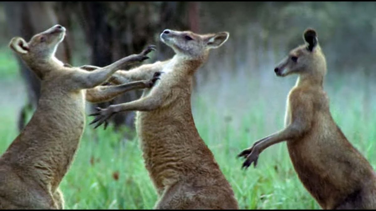 Kangaroos Fight For A Mate - Life Of Mammals - BBC Earth