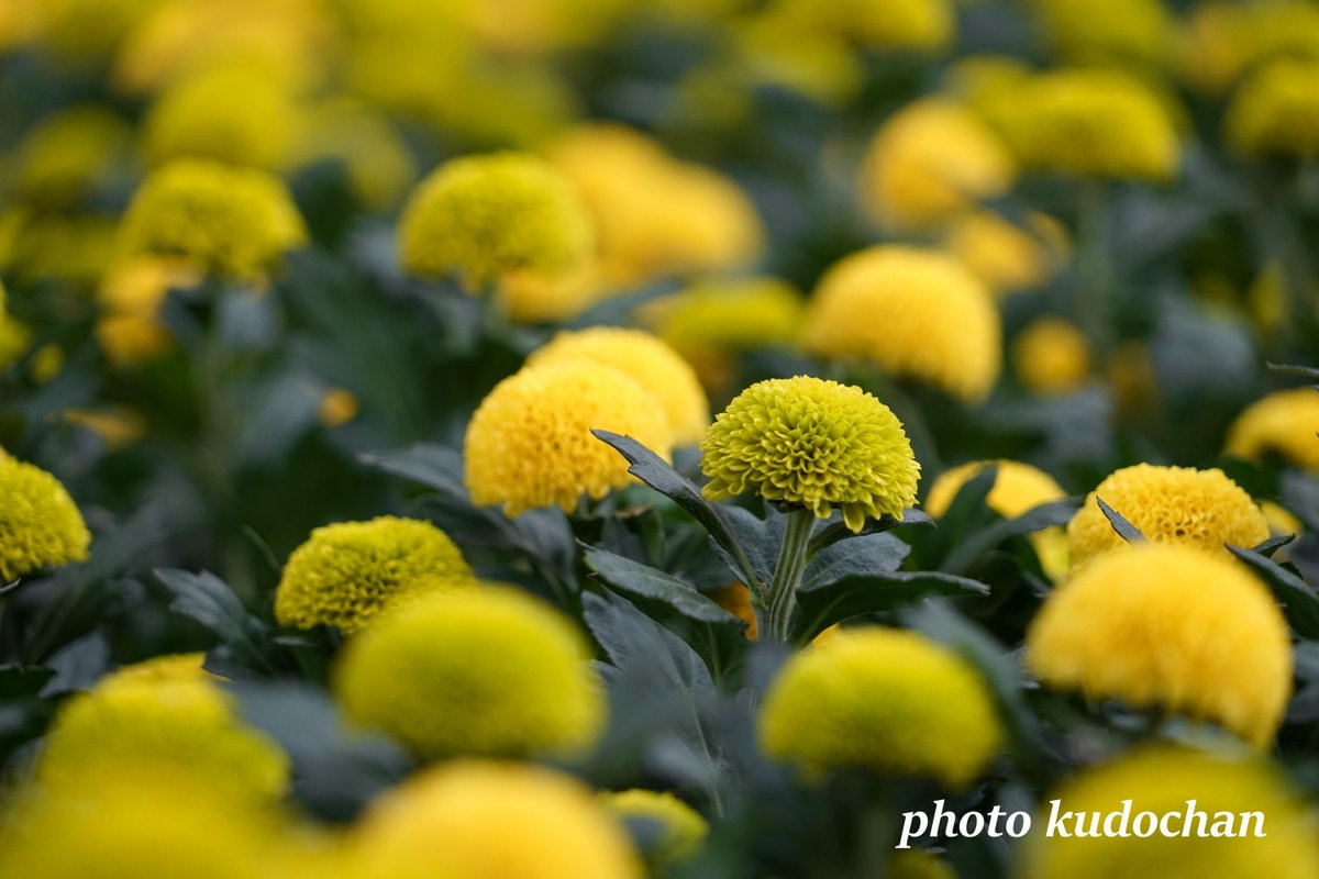 ピンポンみたいなマムティエラ ♪なんか美味しそう(笑)#花が好き #写真が好き ピンポンみたいなマムティエラ ♪なんか美味しそう(笑)#花が好き #写真が好き
