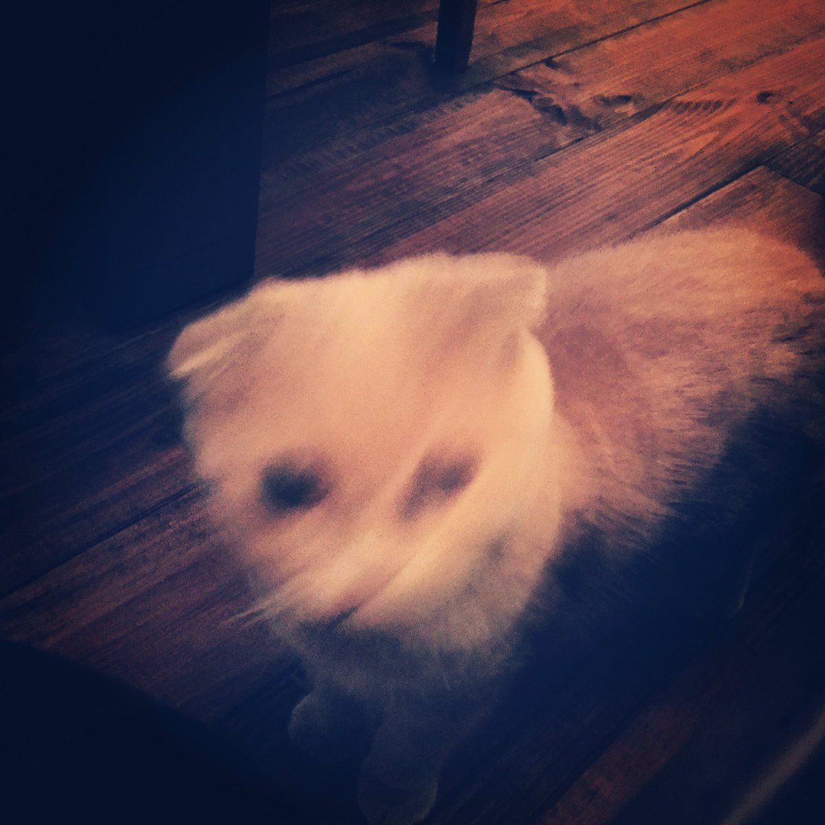 寄生獣っぽいですね#ねこの写真へたくそ選手権 寄生獣っぽいですね#ねこの写真へたくそ選手権