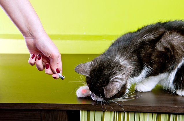 Pros and Cons of Laser Pointer Cat Toys https://t.co/sQhr6dWWCJ https://t.co/bn9NTGEIcl
