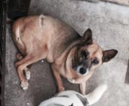 迷い犬です。動物愛護管理センターのHPより掲載。10月22日、南城市大里より12歳の雑種のメスが行方不明。布製のベージュ 迷い犬です。動物愛護管理センターのHPより掲載。10月22日、南城市大里より12歳の雑種のメスが行方不明。布製のベージュ