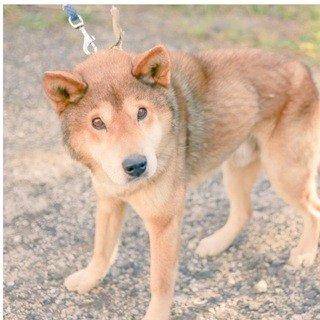 🆘🆘🆘🆘🆘🆘🆘🆘🆘🆘🆘🆘🆘🆘🆘🆘 #北海道岩内保健所 #飼い主様急募期限10月27日性別:㊚年齢:約12歳犬種:ミックス 🆘🆘🆘🆘🆘🆘🆘🆘🆘🆘🆘🆘🆘🆘🆘🆘 #北海道岩内保健所 #飼い主様急募期限10月27日性別:㊚年齢:約12歳犬種:ミックス