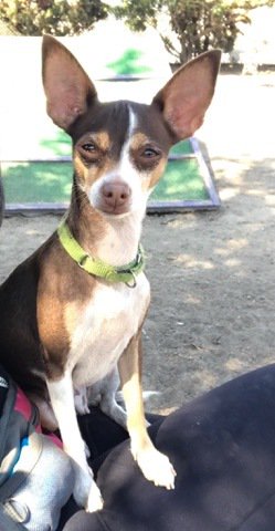 #Chihuahua