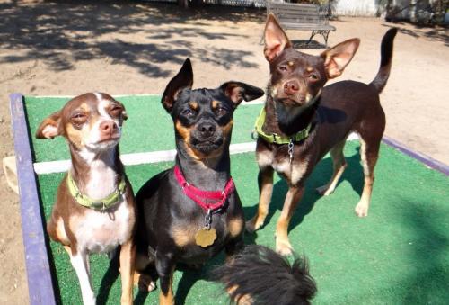 #Chihuahua