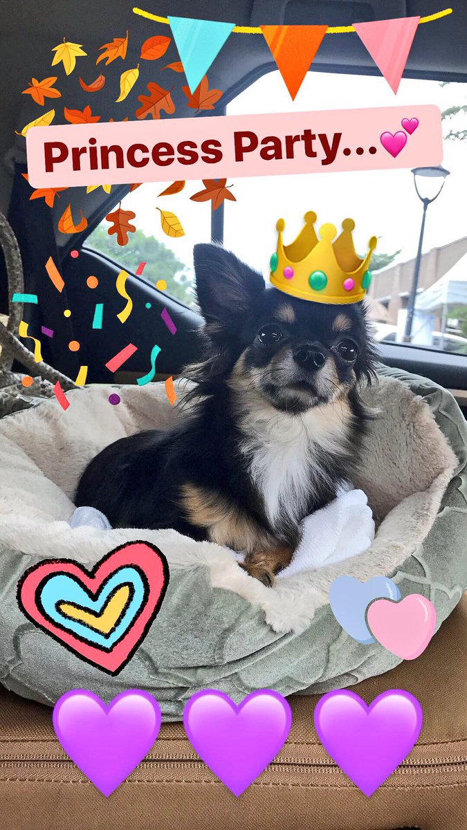 #Chihuahua
