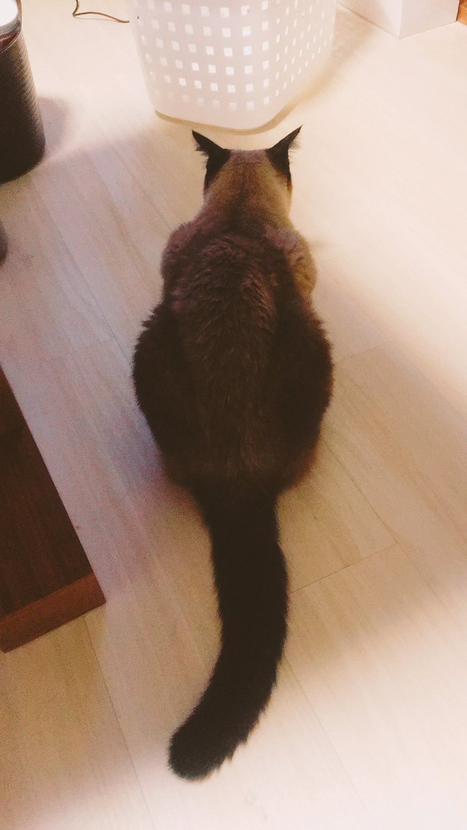 点滴と注射で大分回復しましたが、ささみさん熱と脱水症状でダウン中です。 点滴と注射で大分回復しましたが、ささみさん熱と脱水症状でダウン中です。