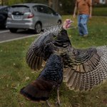 'Kevin' The Turkey Gains Celebrity Status in Wethersfield