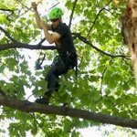Professional tree climbers show off skills in Lexington park | Lexington Herald Leader