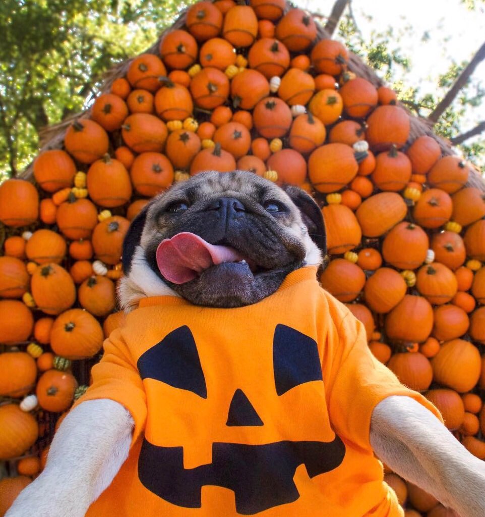 At the pumpkin patch like… ???????????? ( #mood via @itsdougthepug ) https://t.co/25JIEdSmWI