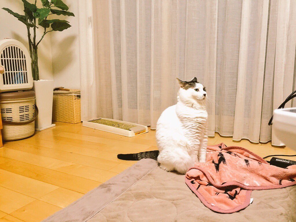 先代猫しーたん(しずくちゃん)のかわいいアクビ写真を発掘(๑⃙⃘´༥`๑⃙⃘)かわいかったねぇ( ˙꒳˙ )また会いた 先代猫しーたん(しずくちゃん)のかわいいアクビ写真を発掘(๑⃙⃘´༥`๑⃙⃘)かわいかったねぇ( ˙꒳˙ )また会いた