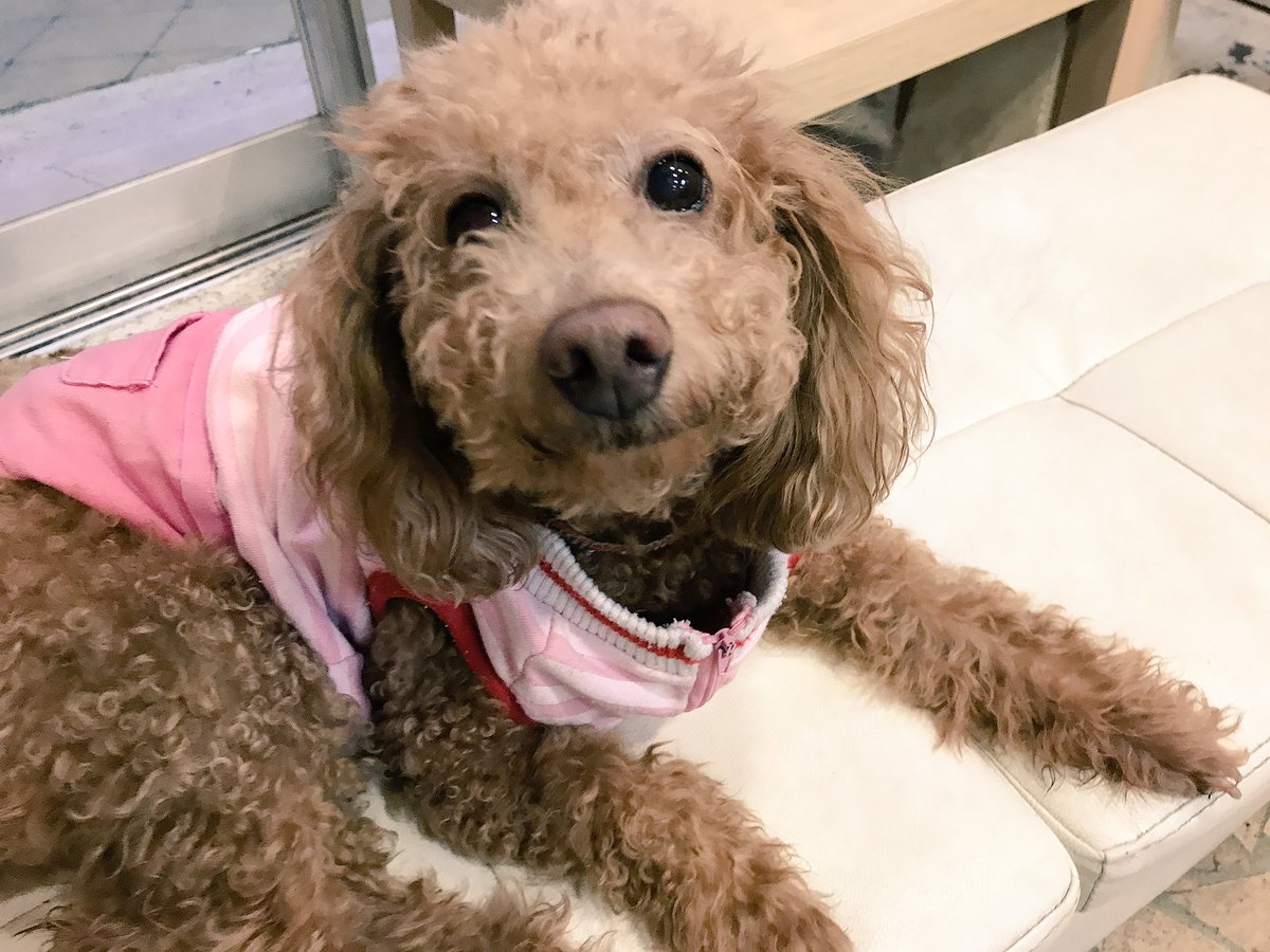 カフェ長期メンバーのブブ( ˘ω˘ )⭐︎ハヤテも卒業したし、これは波が来てるか??ブブにも素敵な出会いがきっと訪れるか カフェ長期メンバーのブブ( ˘ω˘ )⭐︎ハヤテも卒業したし、これは波が来てるか??ブブにも素敵な出会いがきっと訪れるか