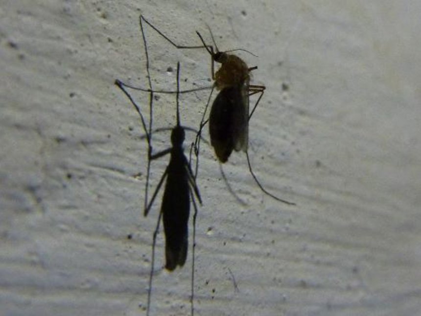 Mumias West subcounty on alert to avert possible malaria outbreak as rains start