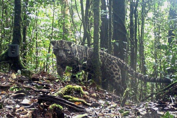 Fewer than 800 Sunda clouded leopards in Sabah - Nation