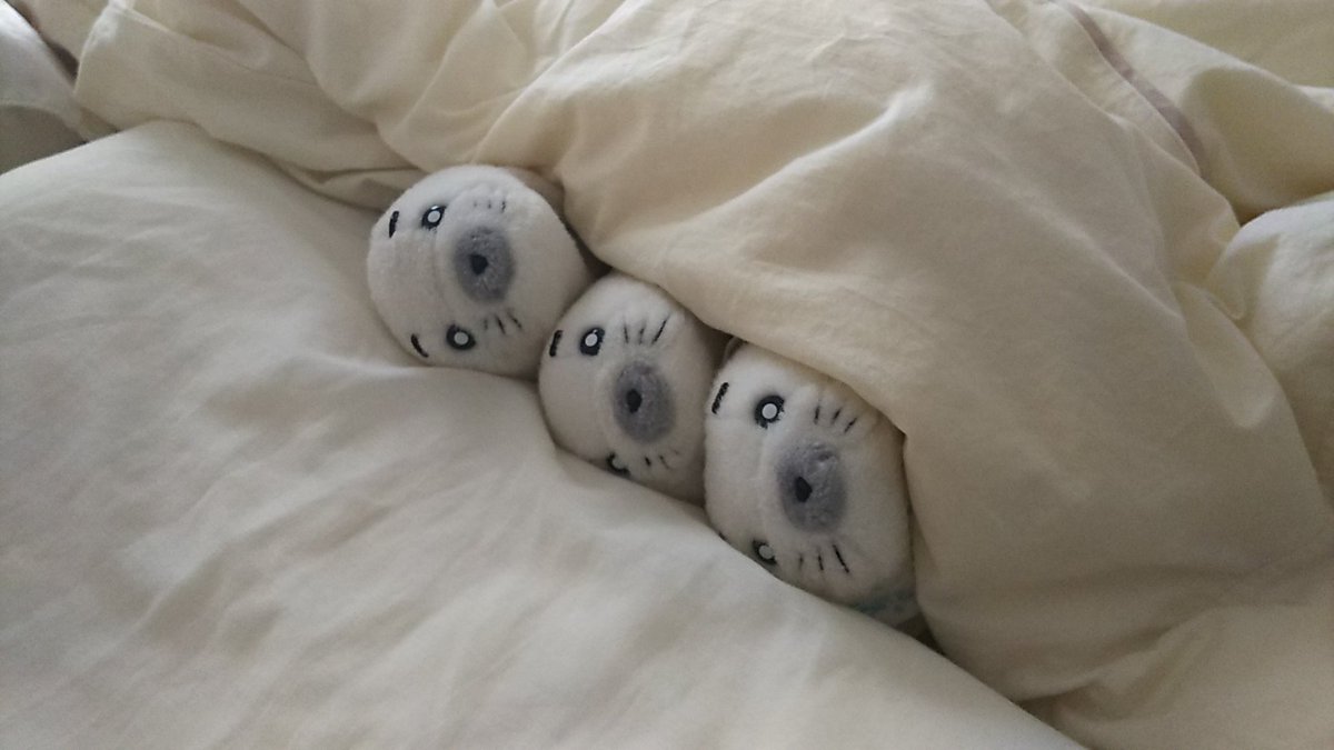 こんな寒い日は、みんなでぬくぬくオネンネ💤#ゴマちゃん こんな寒い日は、みんなでぬくぬくオネンネ💤#ゴマちゃん