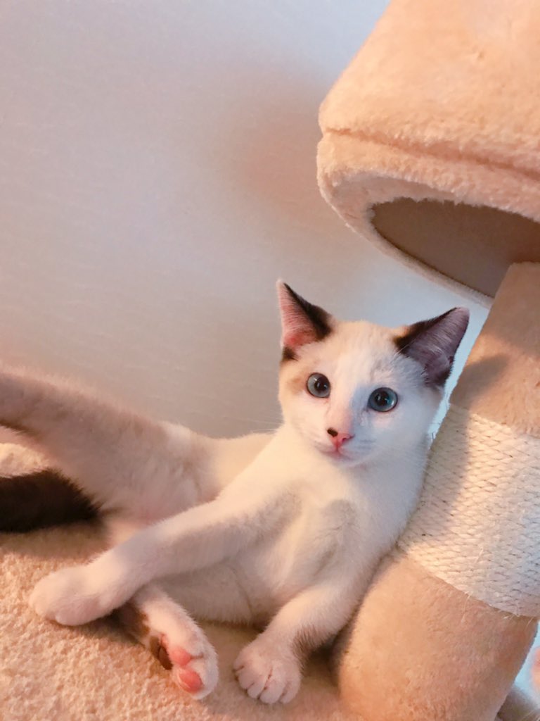 捨て猫だから雑種なんだけど、しずくちゃんだけ明らかになんか、ラグドール入ってる。顔、毛色、瞳の色と、かたち。お母さんはキ 捨て猫だから雑種なんだけど、しずくちゃんだけ明らかになんか、ラグドール入ってる。顔、毛色、瞳の色と、かたち。お母さんはキ
