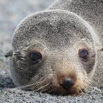 DOC pleads with pet owners after two seal pups mauled to death by dogs