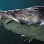 Women Code Breakers, a World of Endangered Species and Other New Science Books