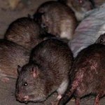 Chicago Ranks At The Top Of The ‘Rattiest Cities’ List