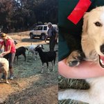 Hero dog saves goats, fawn from raging wildfire