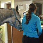 Ontario horse 'checks in' at pet-friendly Kentucky motel