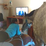 While you were sleeping: Was there a horse in the room next to you?