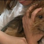 Dogs living in filthy conditions surrendered to Humane Society of Missouri