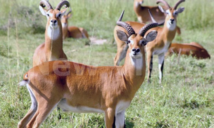 British citizens given green light to Uganda